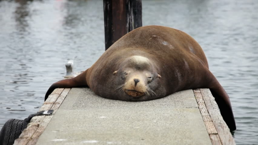 Sleeping Sea Lion On A Dock At Charleston Boat Harbor, Oregon Stock ...