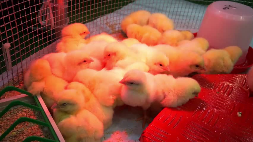 This Small Flock Of Baby Chicks Are Under A Heat Lamp In Their Little ...