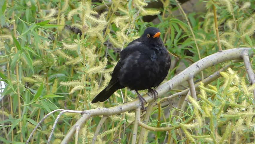 Blackbird Sitting On Tree Branch Stock Footage Video 9021760 - Shutterstock