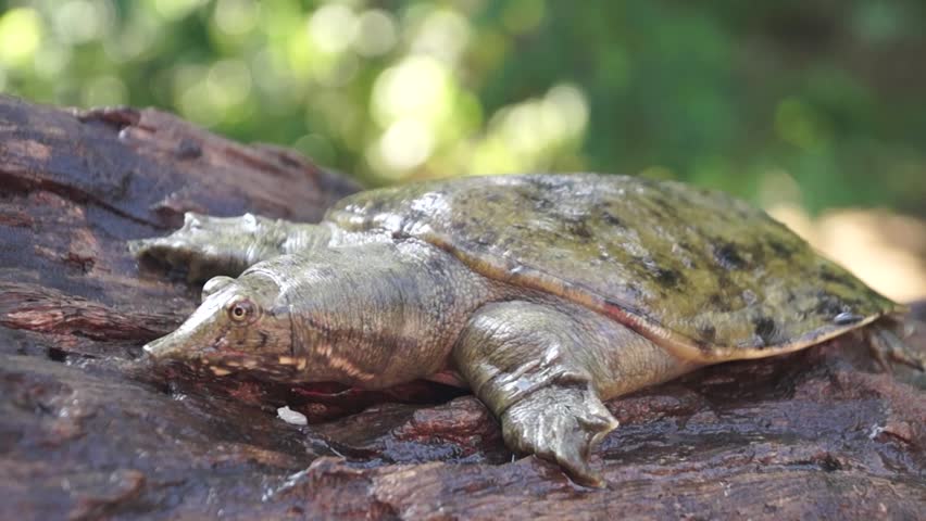 Philippine Soft Shelled Taxonomic Family Turtle Trionychidae Stock ...