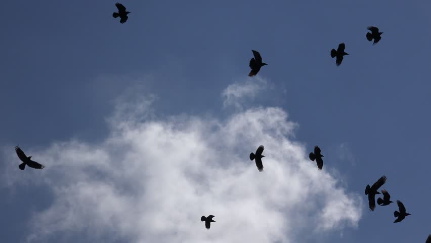 4K Flock Of Crows Flying On Cloudy Sky, Ravens In Flight, Birds In Air ...