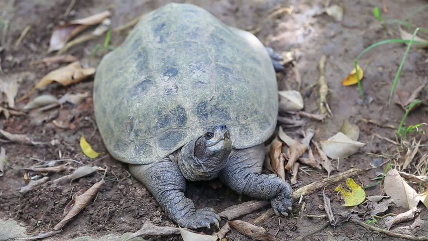 Turtle Hide Head (2 Shots) Stock Footage Video 7336264 - Shutterstock