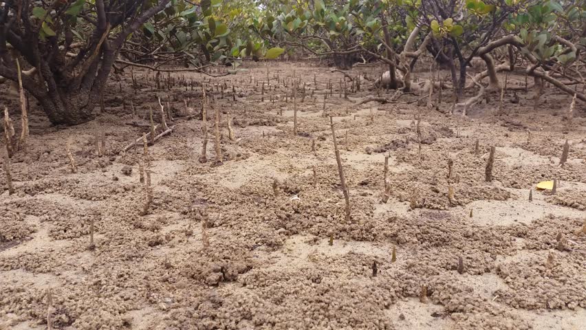 Mangrove Swamp Forest - Marine Estuaries Mud Flats.Mangrove Swamps Are ...