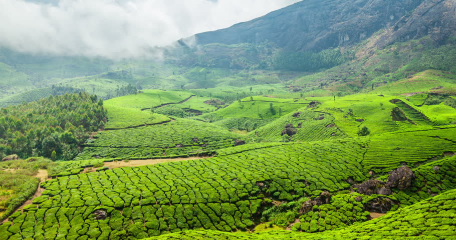 4k Timelapse Of Green Tea Plantations In Munnar, Kerala, India With Pan ...