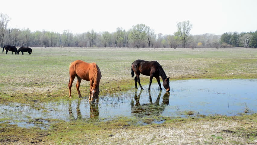 Horse Drinking Water From A River. Close-up. Horse Drinking From A ...